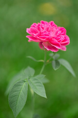 Pink Rose Blooming in Garden
