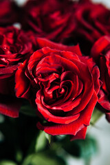 expensive bouquet of large red roses, background of many red roses