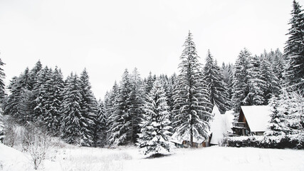 Amazing blue areal forest during winter
