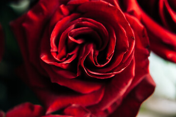 expensive bouquet of large red roses, background of many red roses