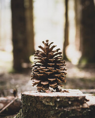 pine cones on the ground