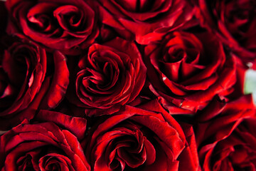 expensive bouquet of large red roses, background of many red roses