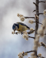 blue tit on a branch