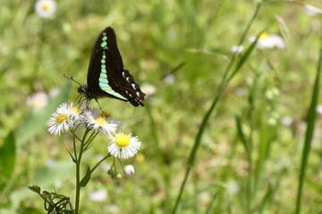 花の蜜を吸うアオスジアゲハ蝶。