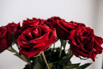 expensive bouquet of large red roses, background of many red roses