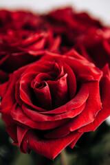 expensive bouquet of large red roses, background of many red roses
