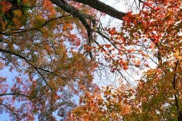 日本楓の紅葉