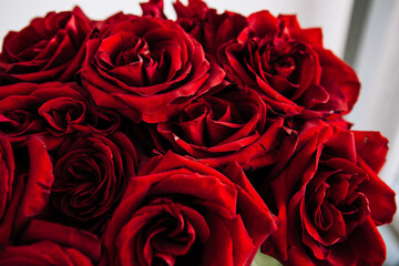 expensive bouquet of large red roses, background of many red roses