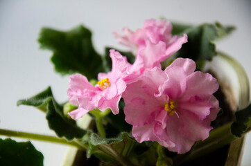Viola plant blooming with pink flowers.