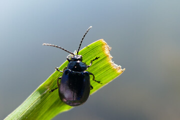 blue ug on leaf