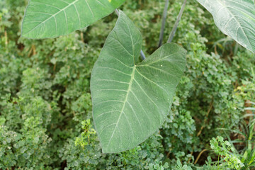 Close up of the Philodendron leaf. Monstera