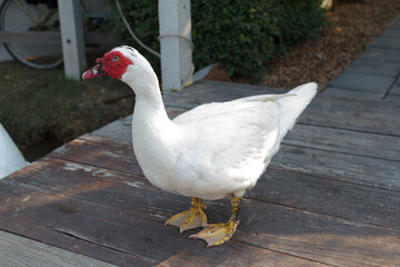 Close up of the white duck in the garden.