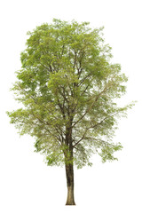 Fototapeta premium tree side view isolated on white background for landscape and architecture layout drawing, elements for environment and garden