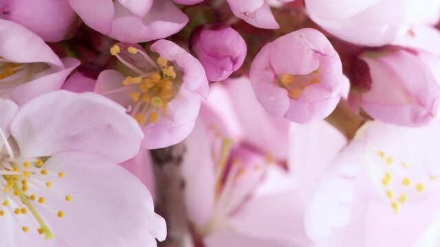 Time lapse of blooming cherry tree blossoms, beautiful spring blooming background