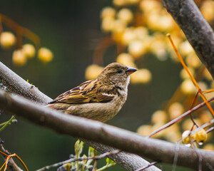 sparrow on branch