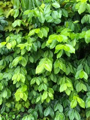 green leaves background pattern