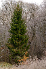Forest and all the beauty of the morning frost in early winter, autumn frosts on the grass and trees.