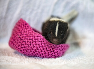 Rescued baby skunk