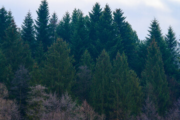 Forest and all the beauty of the morning frost in early winter, autumn frosts on the grass and trees.