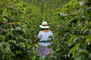 woman picking up coffee beans in Colombia