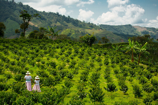 mother and daughter picking up coffee beans in Colombia