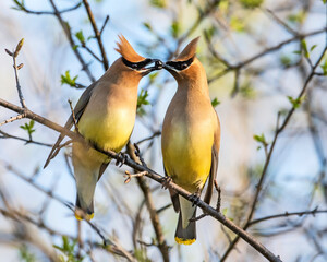 Cedar Waxwing love