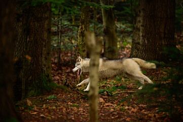 Happy husky running through the autumn forest, jogging dog in the woods, predator on the hunt.