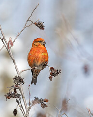 Red Crossbill