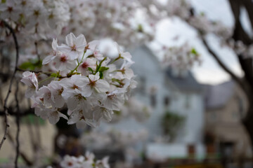cherry blooms at the park close shot 