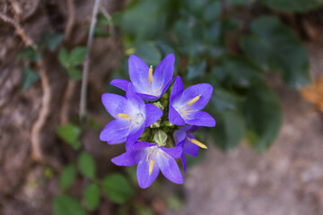 Beautiful blue flower close up 