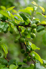green apples on a tree