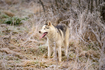 Obraz premium Husky jogging, morning autumn frosts on the grass, a walk with a dog.