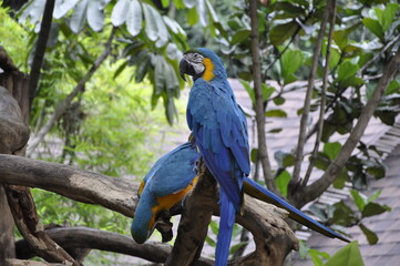 blue and yellow macaw