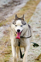 A walk in the morning forest, grass covered with hoarfrost, winter frosts, huskies running for a walk.