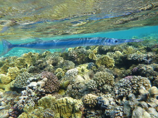 coral reef and fish