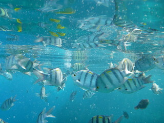 Naklejka na ściany i meble underwater scene with fishes