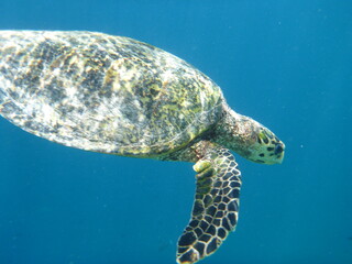 sea turtle swimming
