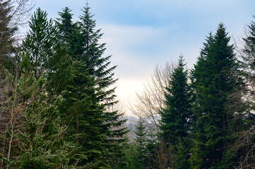 The majesty of the silent evergreen forest, spruce and pine forest during frost, a natural winter phenomenon.