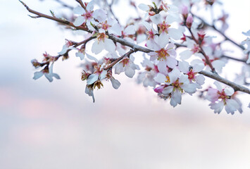 Tender white fruit tree blossom on sunset sky background. Beautiful natural background.