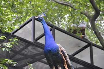 Fototapeta premium portrait of a peacock