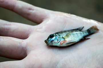 fish in hand