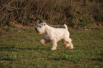 schnauzer nain blanc au jardin