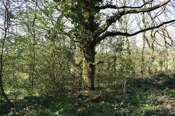 Fototapeta na wymiar trees in the forest of Essex. UK