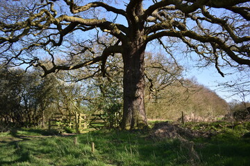 ancient brown trees in the field. Essex, UK