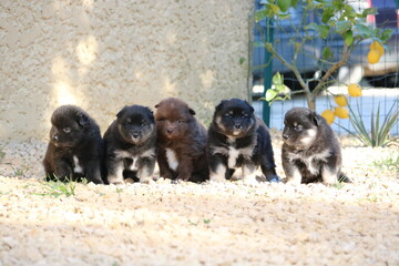 Chiot de race finnois de Laponie © valerie