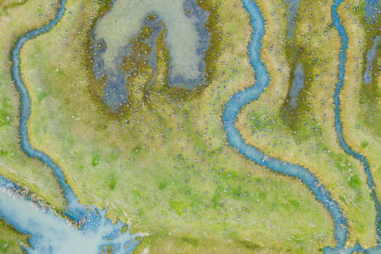Aerial view of the flock of birds in abstract patterns on Scheldt river estuaries near, Nieuw-Namen, Zeeland, The Netherlands.