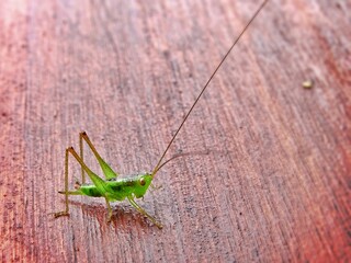 grasshopper on a chair