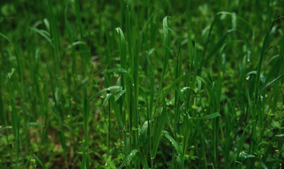 Minimalist screensaver with elements of nature and the environment. Bright green grass with dew drops close up. Macrophotography of wet grass.