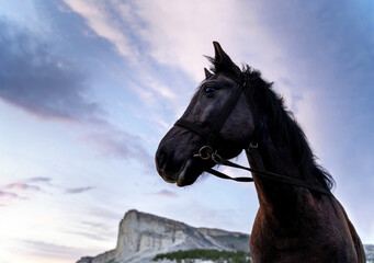 Chestnut horse head closeup on sunset sky background. Animal background.