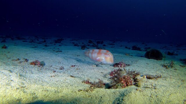 Marine life - Pearly razorfish in a deep sand seabed